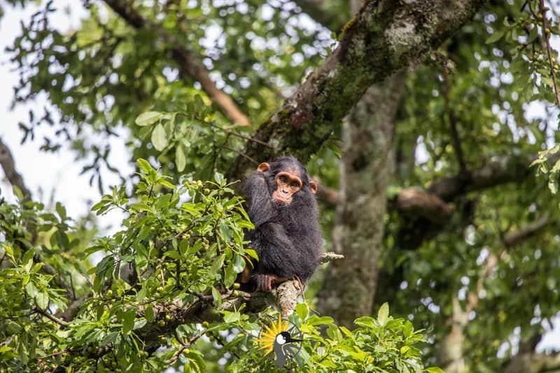 Chimpanzee in Kibale