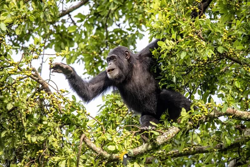 A chimpanzee in a tree