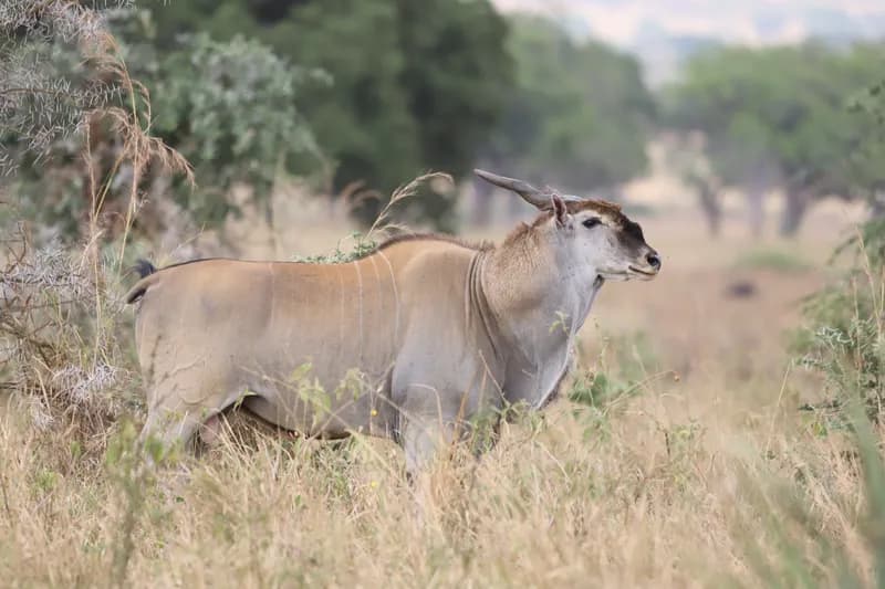 eland in Pian Upe