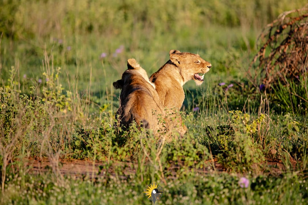 A chimpanzee enjoying fruits