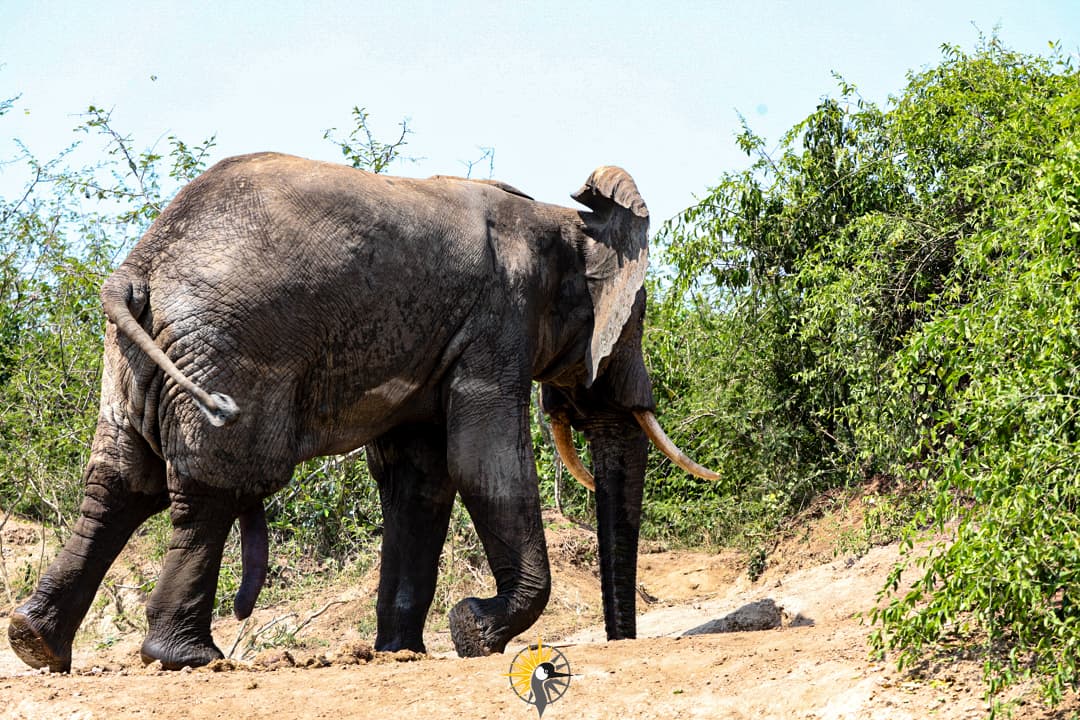 The African Elephant