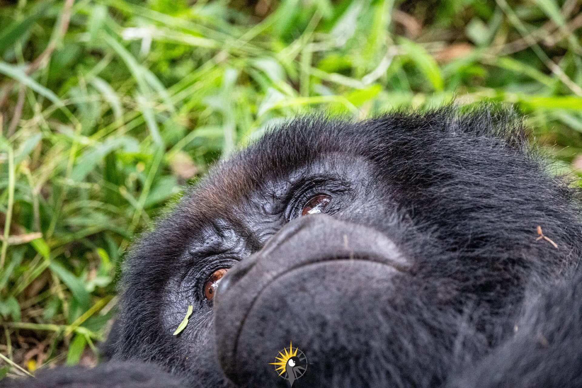 The head of a gorilla
