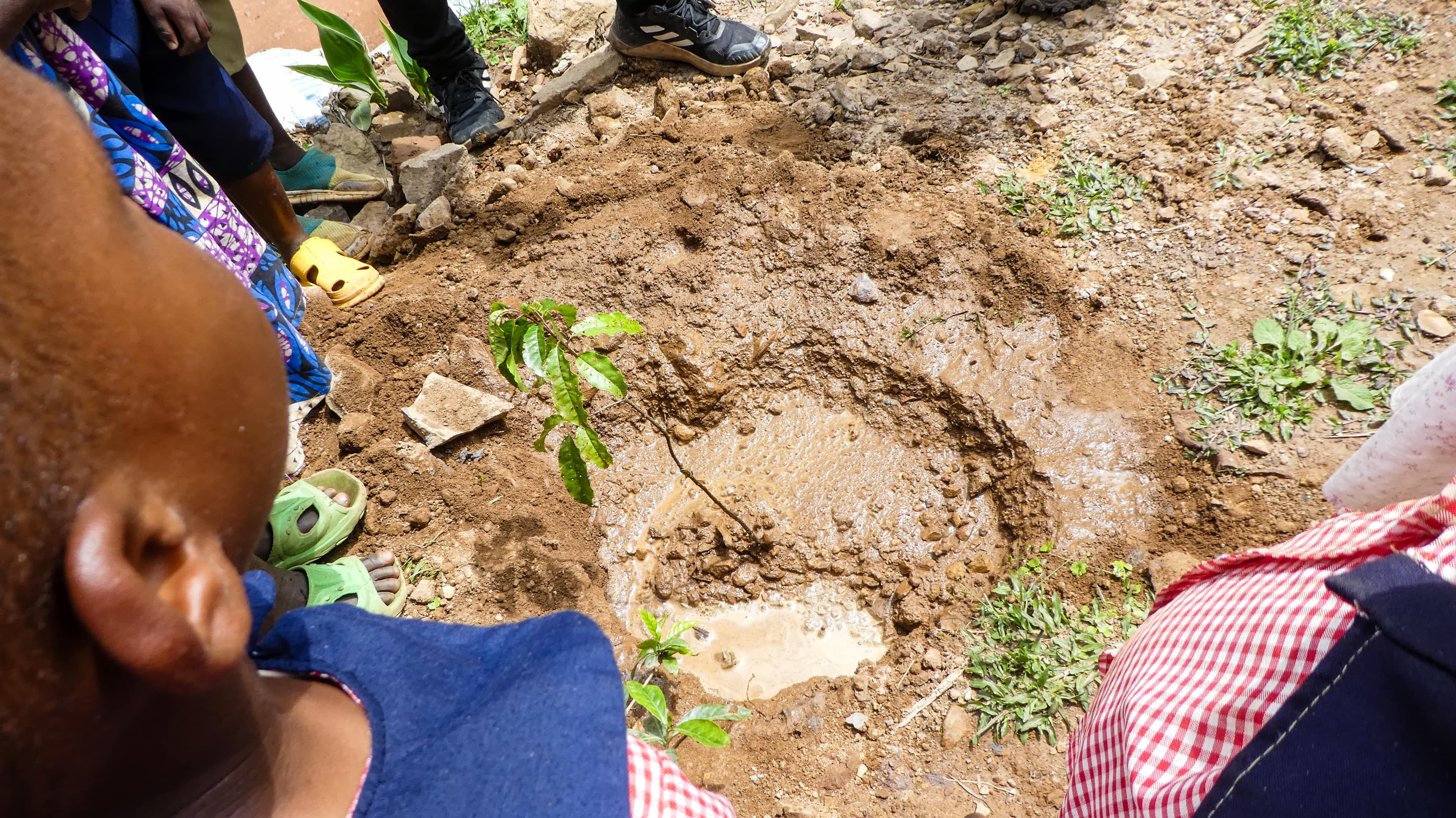 A tree planted at Heart 2 Heart School