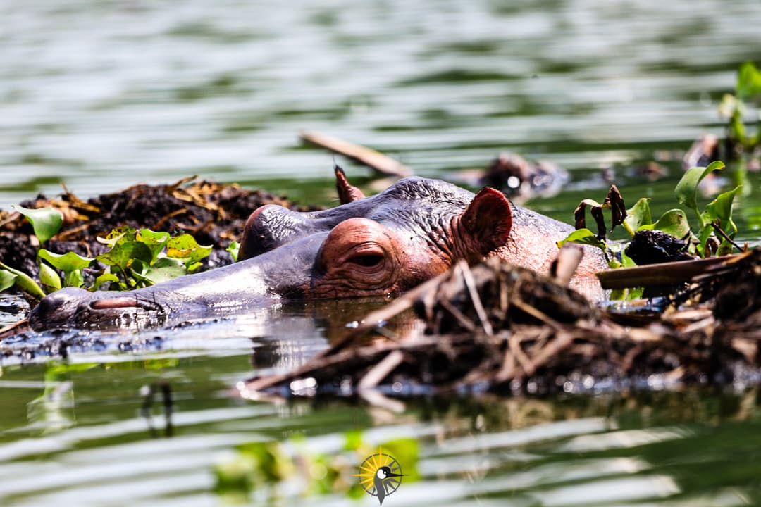 Hippo at Kazinga channel
