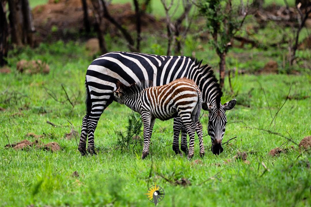 A breastfeeding zebra
