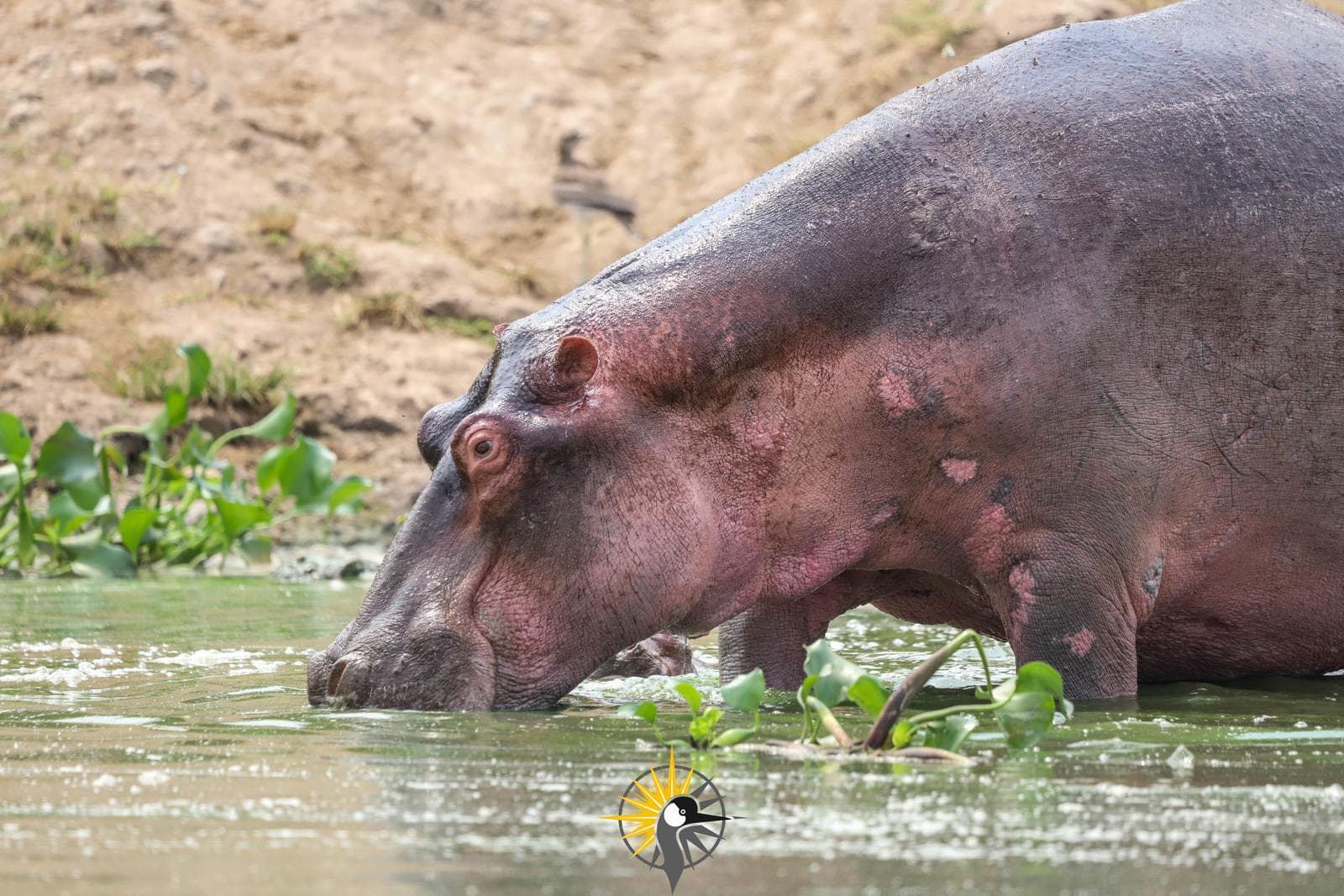 A hippo at Kazinga channel