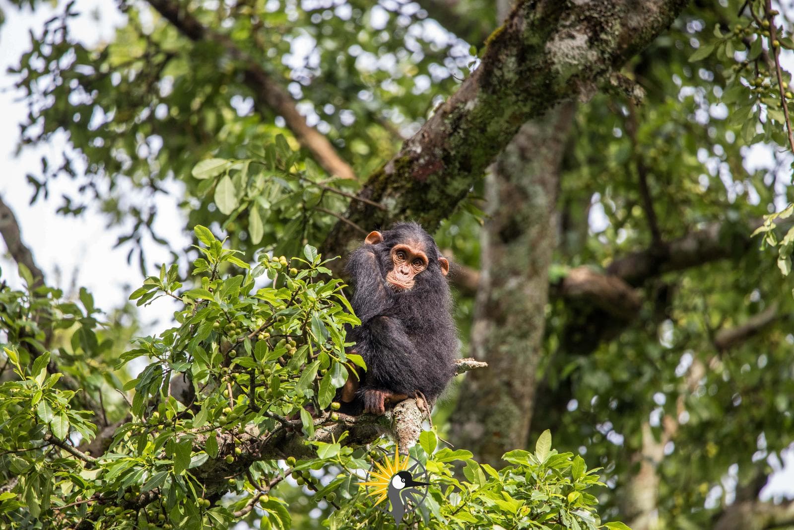 A chimpanzee in a tree