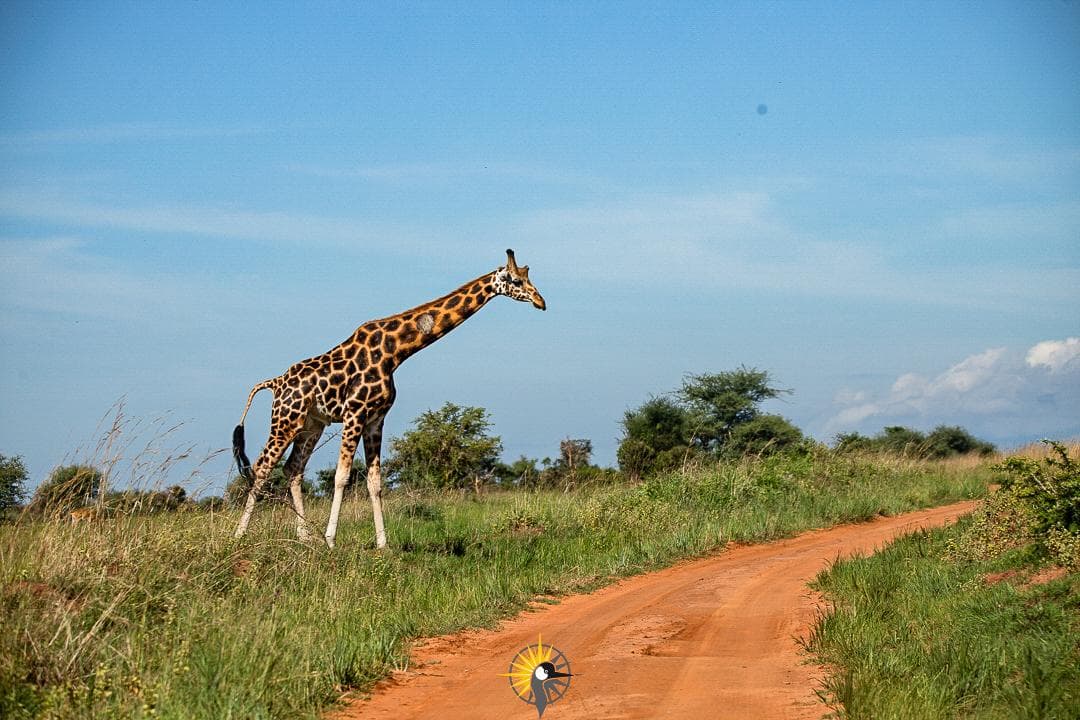 a  giraffe crossing the road in murchison falls national park
