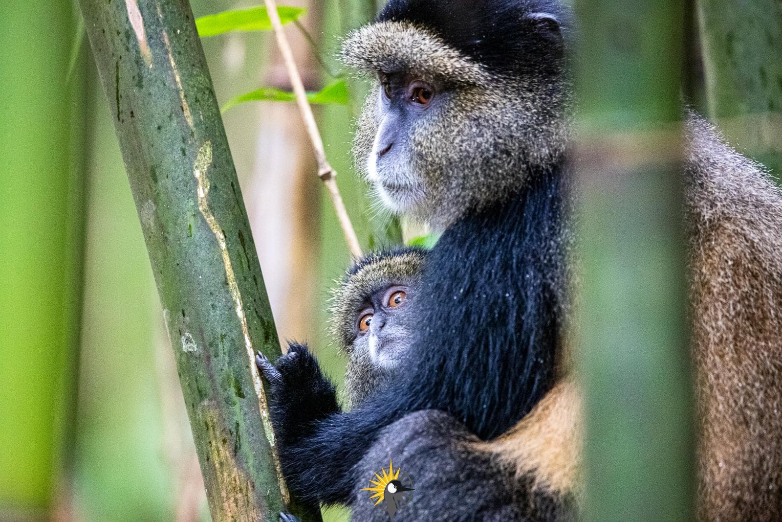 the golden monkey with a baby
