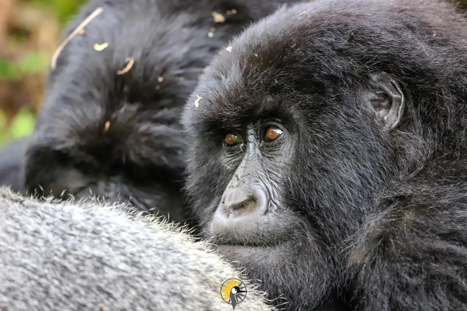 a close photo of a gorilla