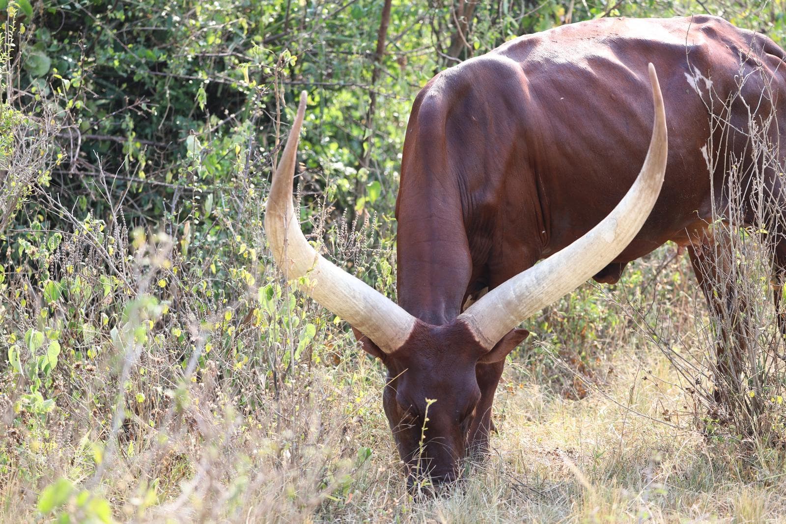Ankole cow