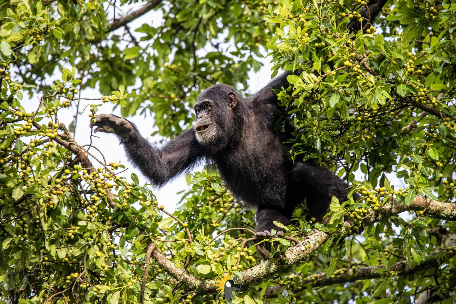 chimpanzee picking friuts in a tree