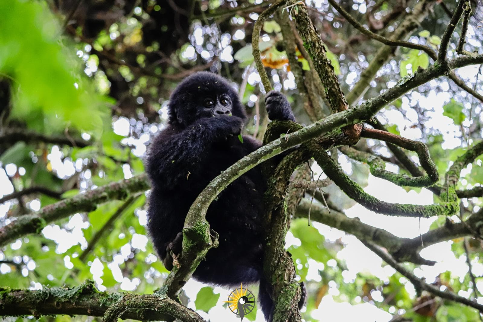 a baby mountain gorilla