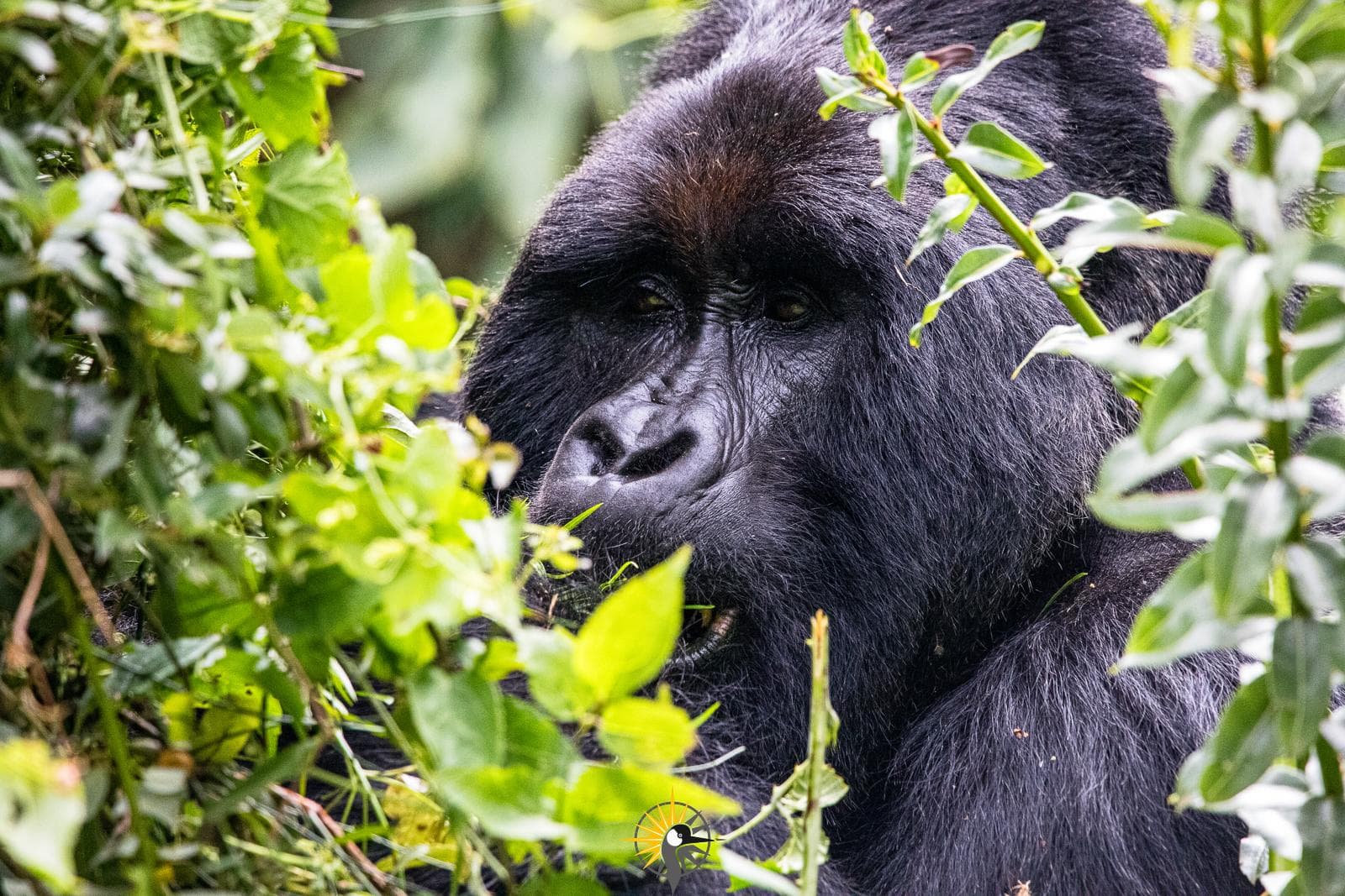 a silverback gorilla in a thicket