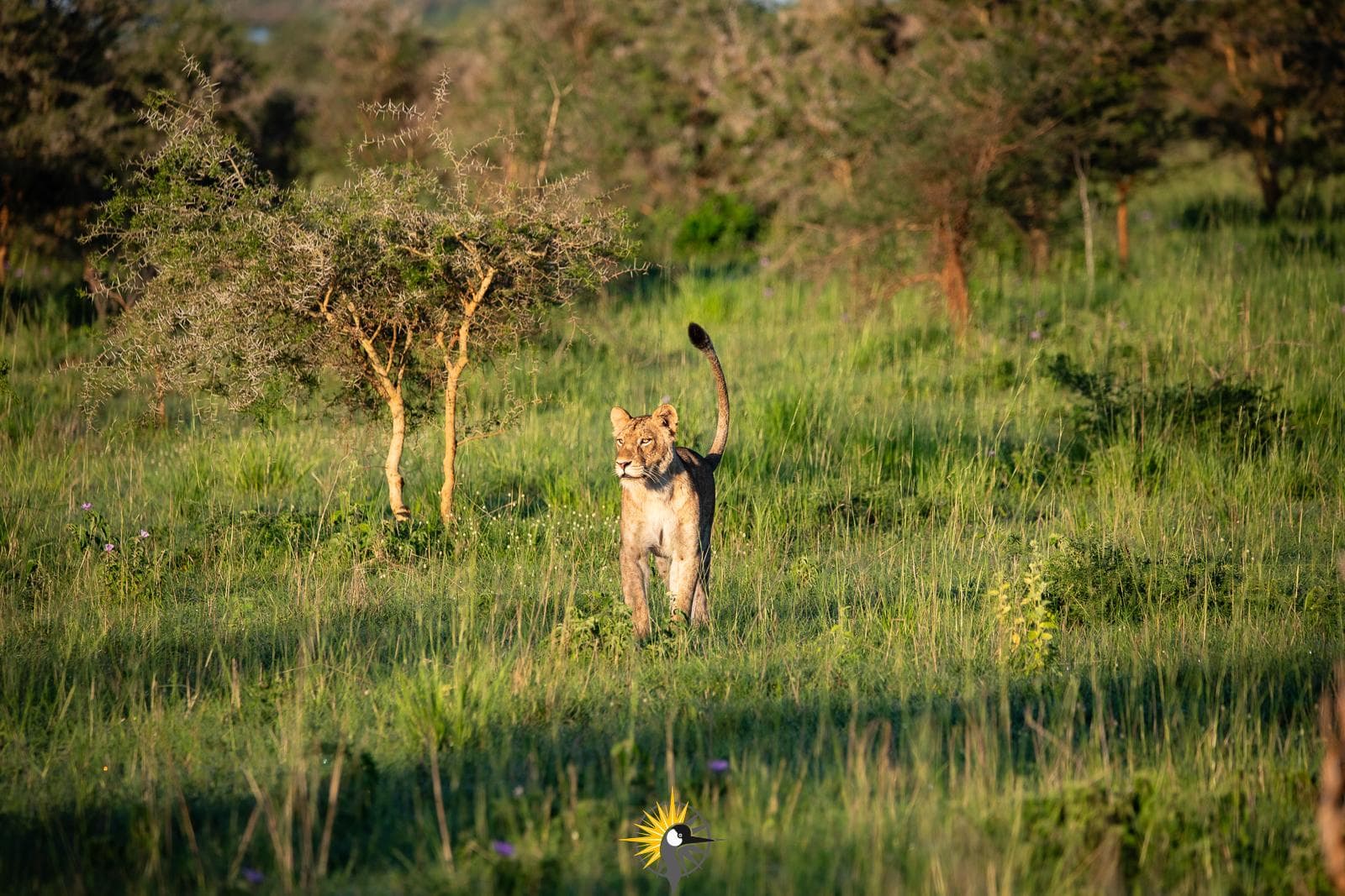 a young lioness