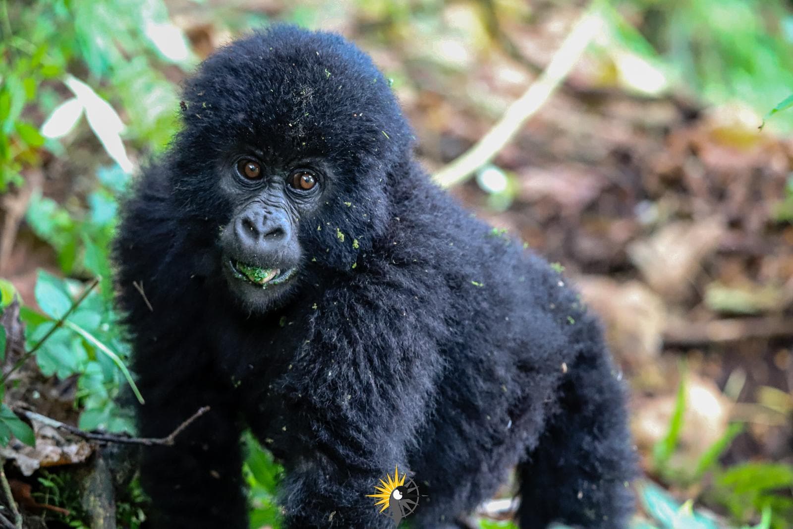 mountain gorilla
