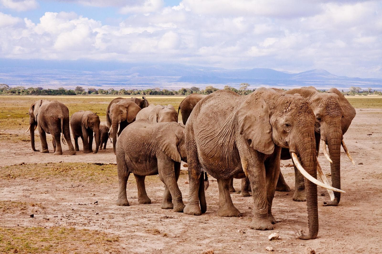 elephants at Amboseli