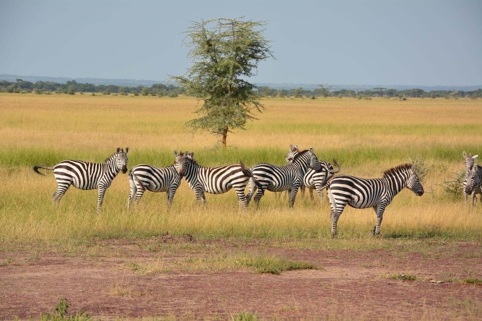 zebras in Serengeti
