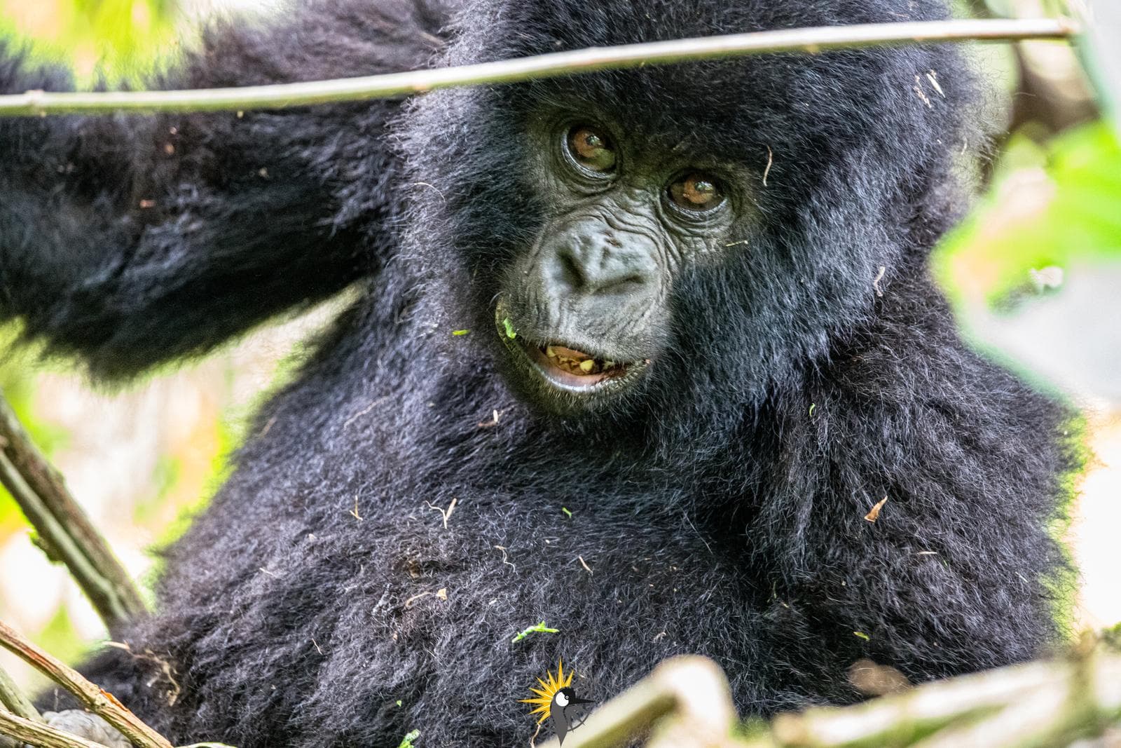 a young mountian gorilla in a tree