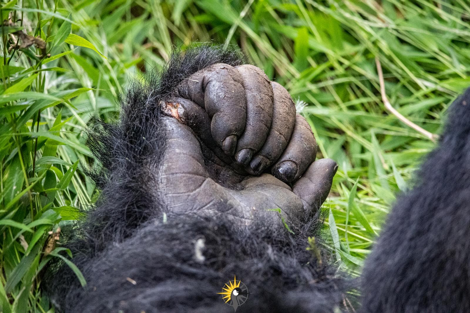 a fist of a mountain gorilla