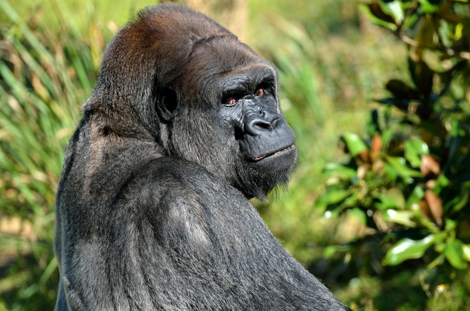 lowland gorilla