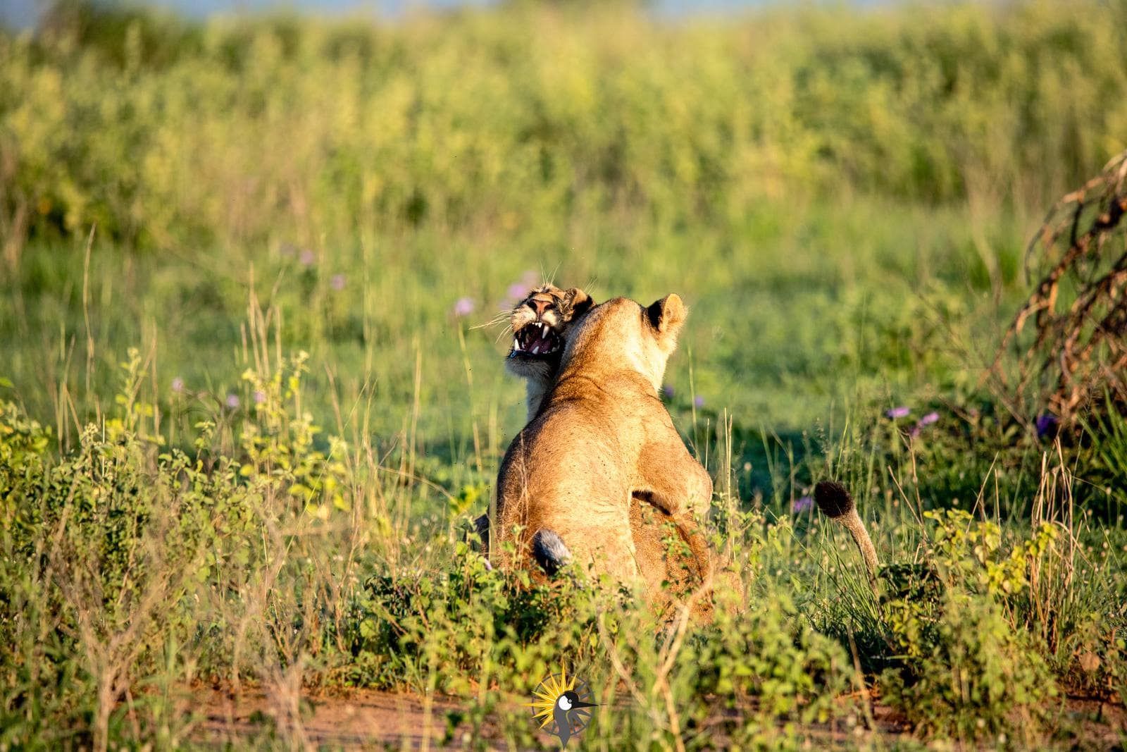 African lions play fighting