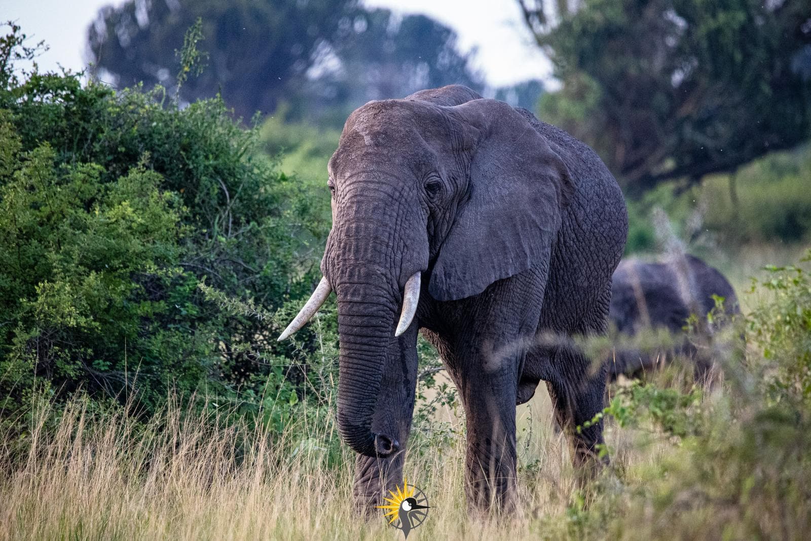 the african elephant