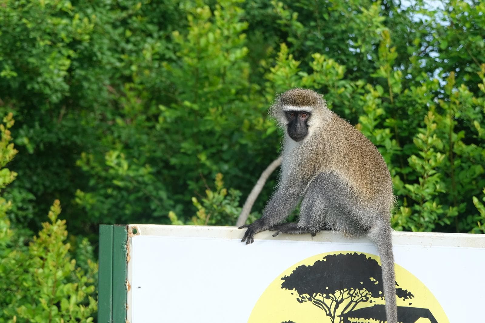 the vavet monkey