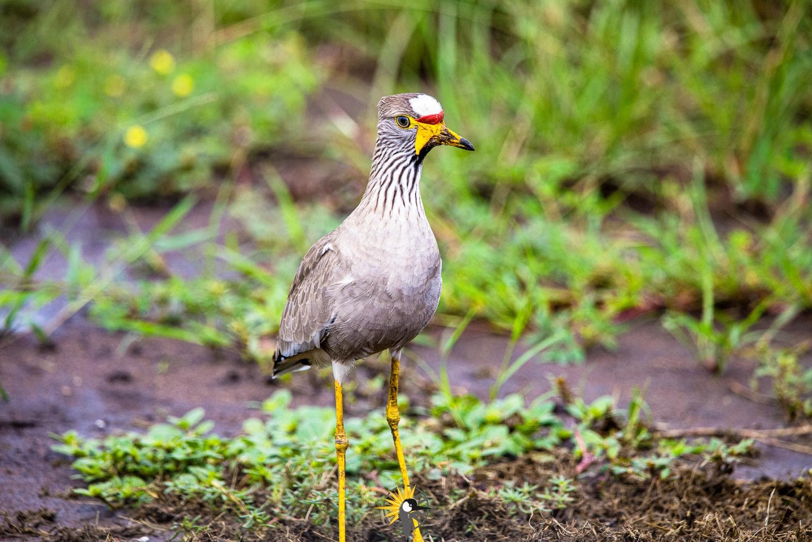 African wattled lapwing