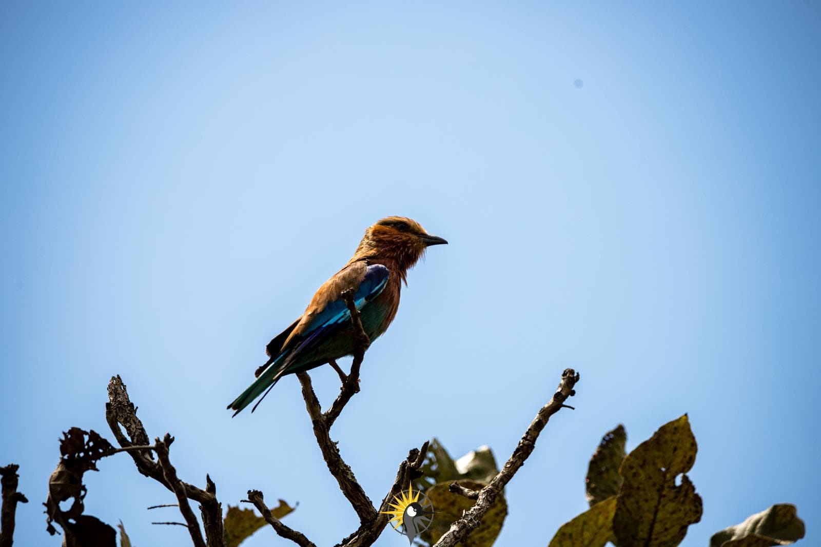 Lilac breastead roller