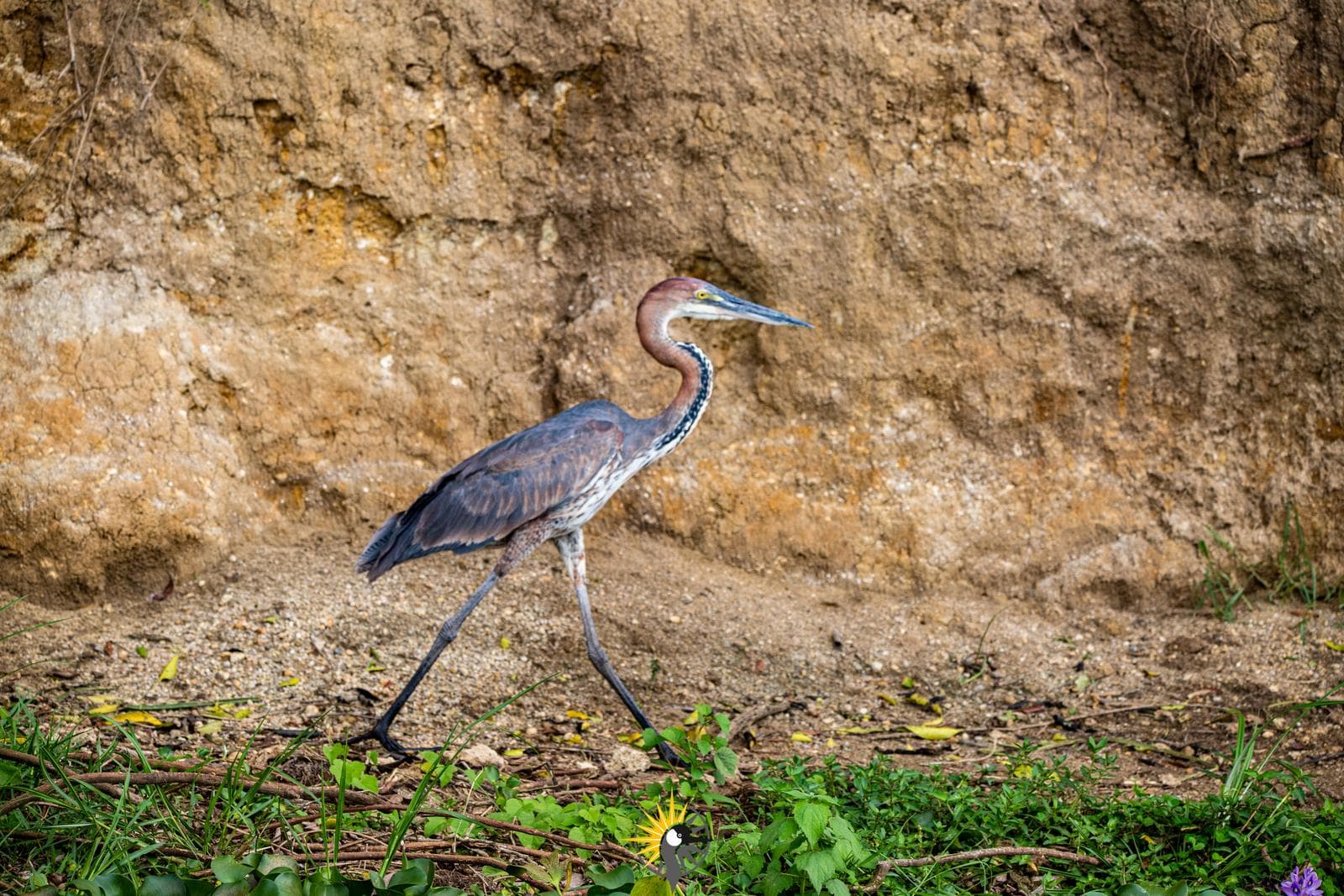 goliath heron