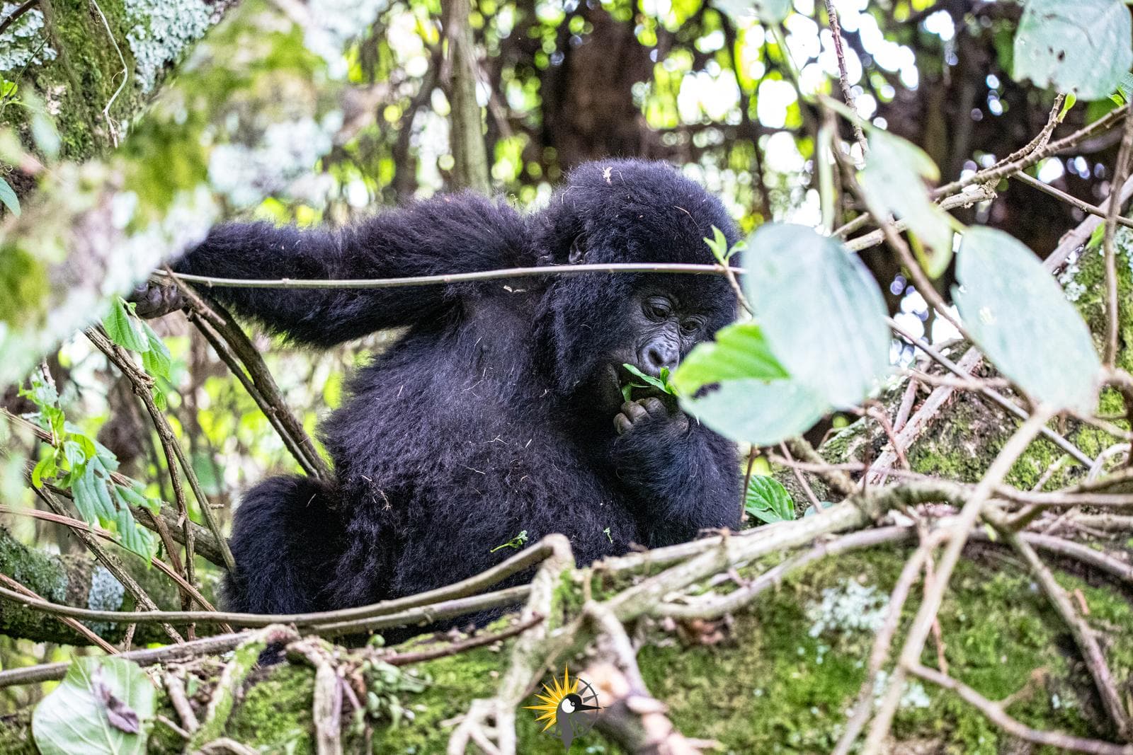 a mountain gorilla feeding