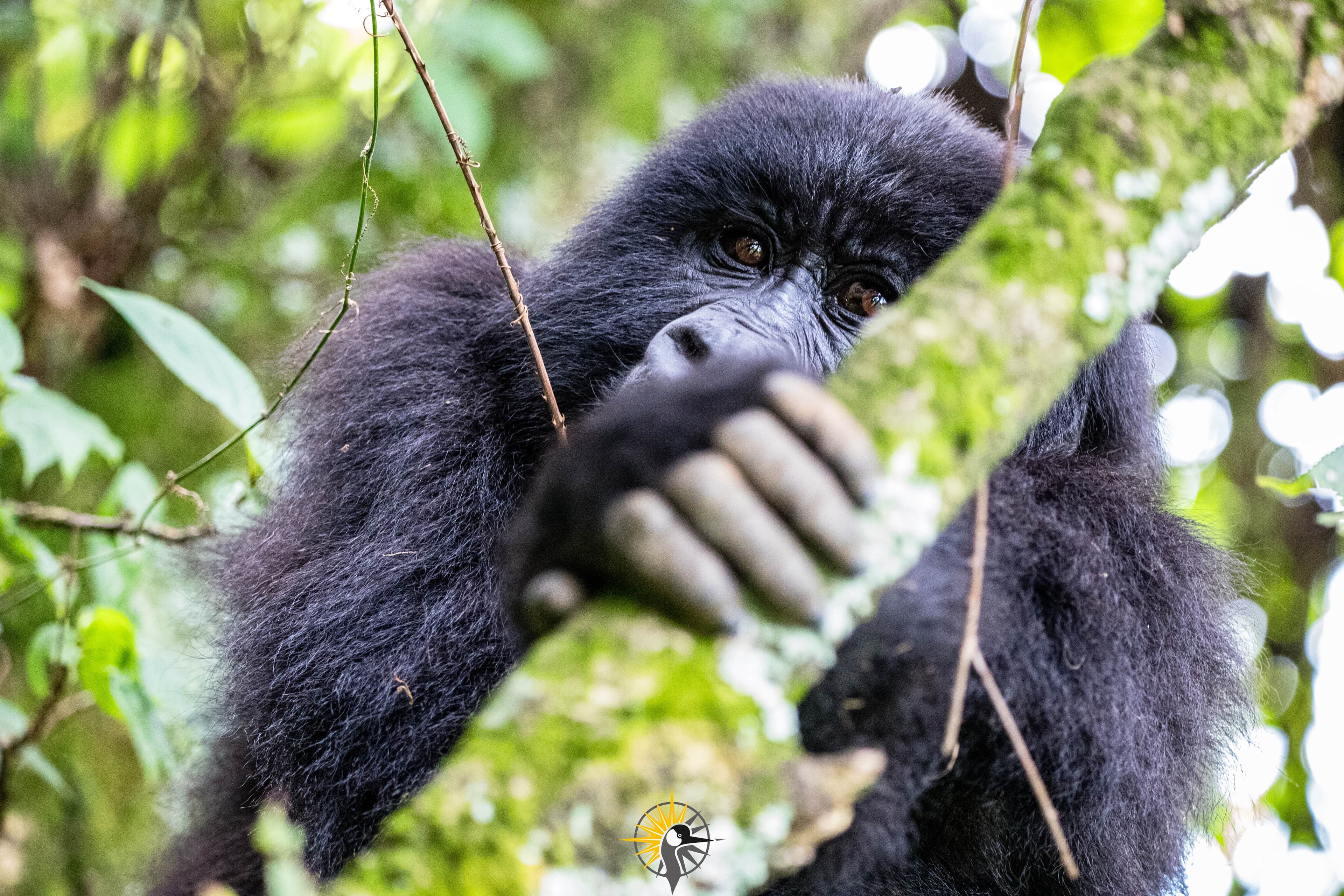 A mountain gorilla holding a tree