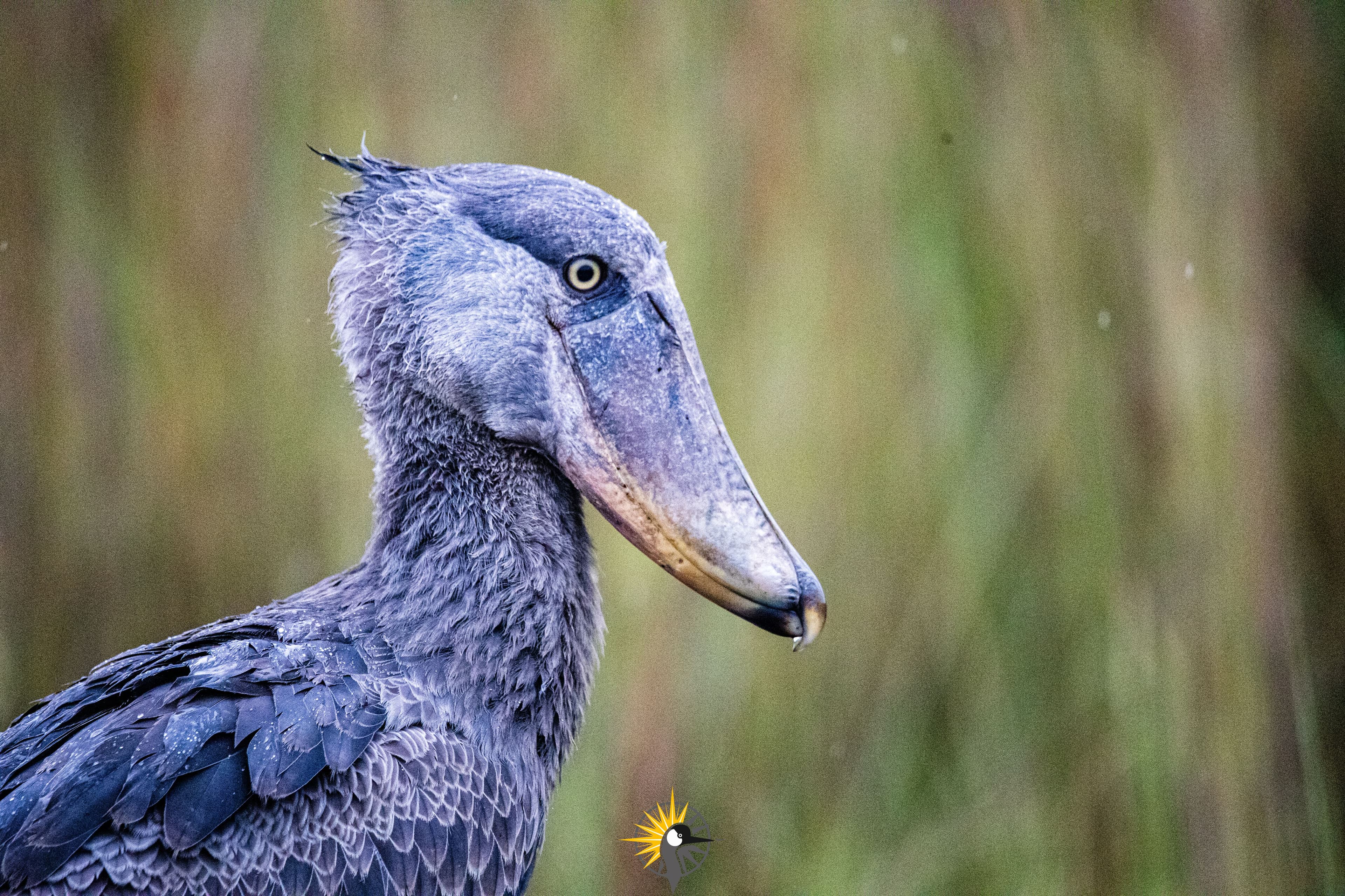 a shoebill stork