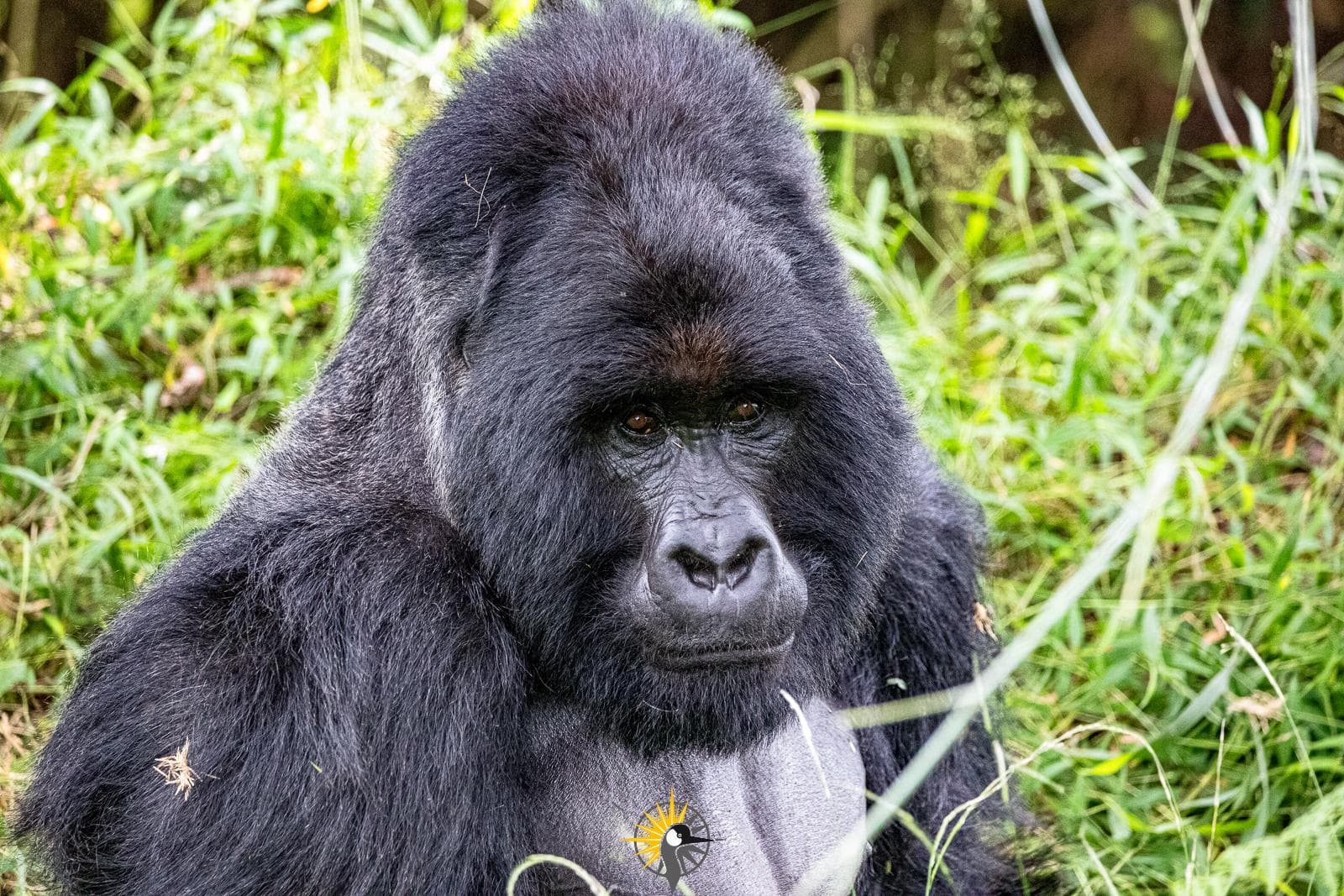 A close up photo of a gorilla