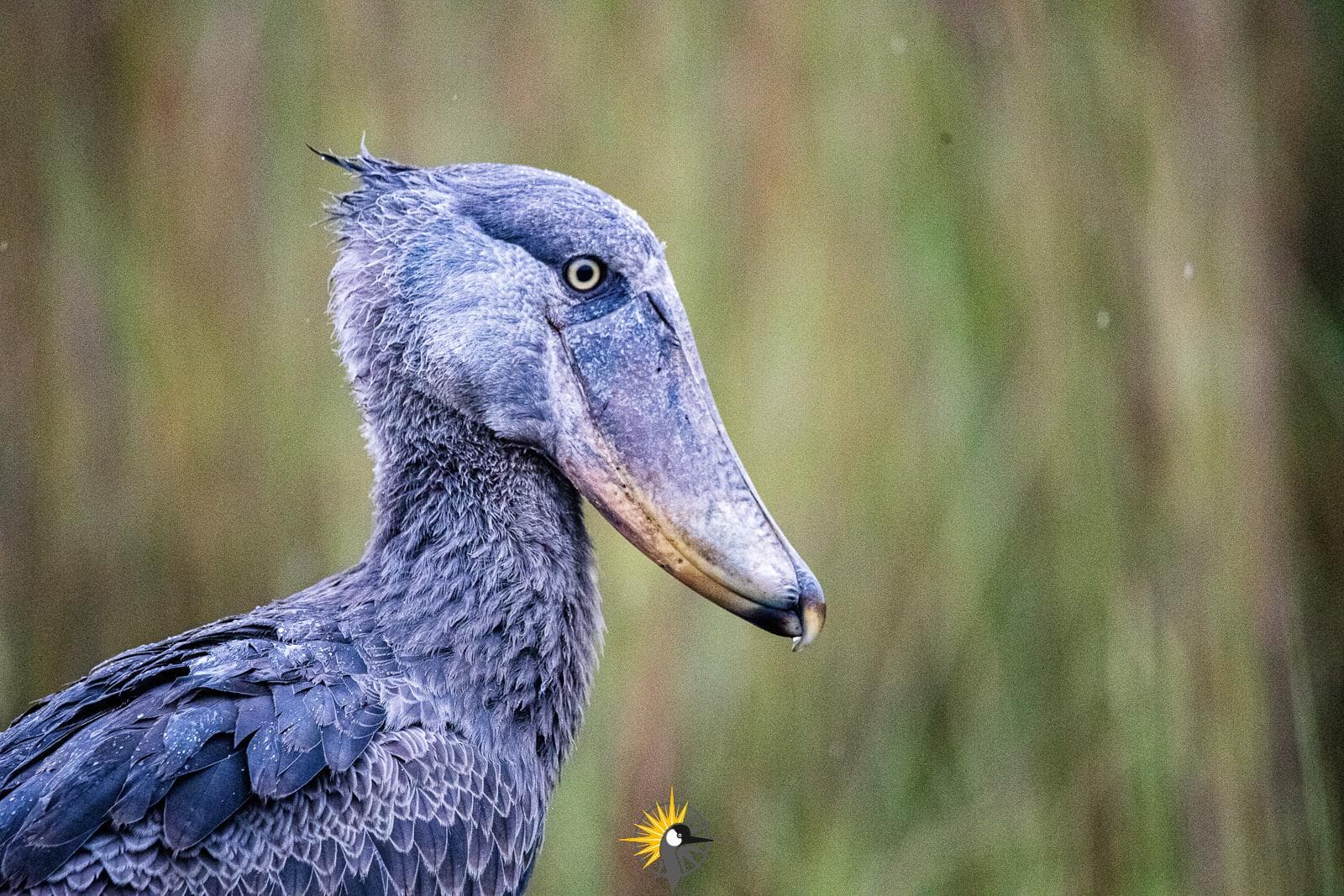 Shoebill stork