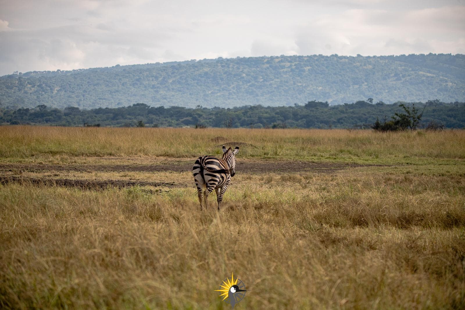 Zebra in Akagera National Park