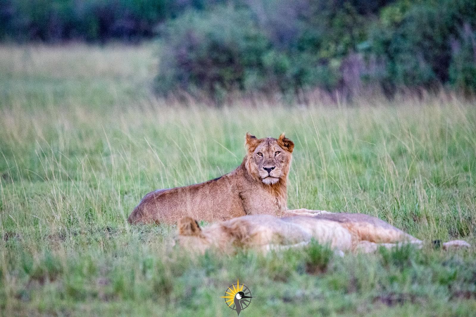 lion pride in queen elizabeth national park