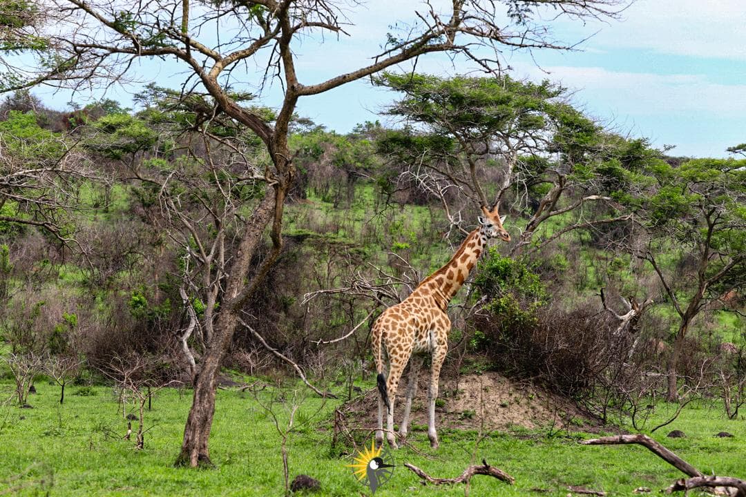 a giraffe in Lake mburo