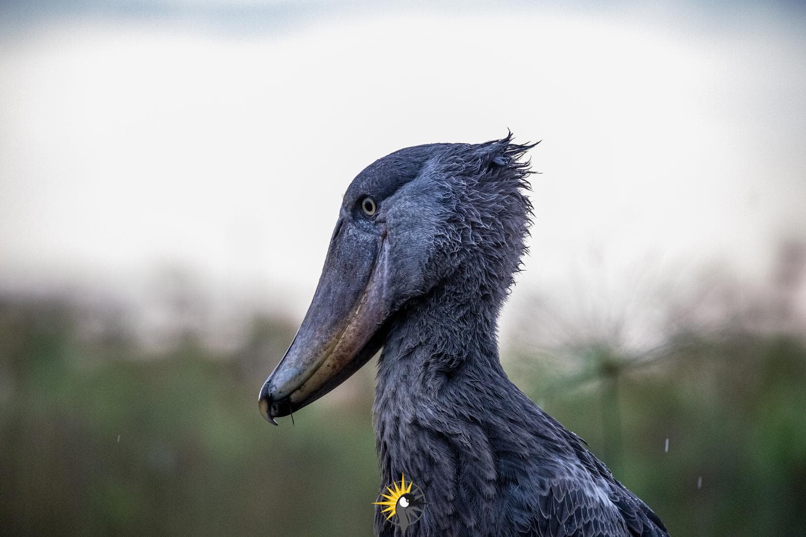 the shoebill stork