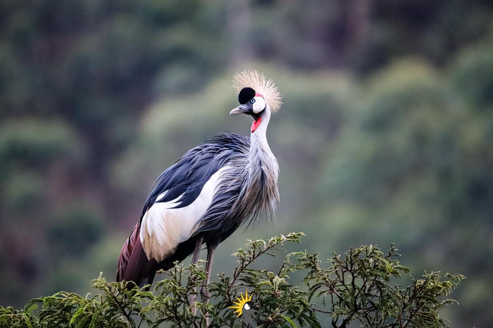 a grey crested crane