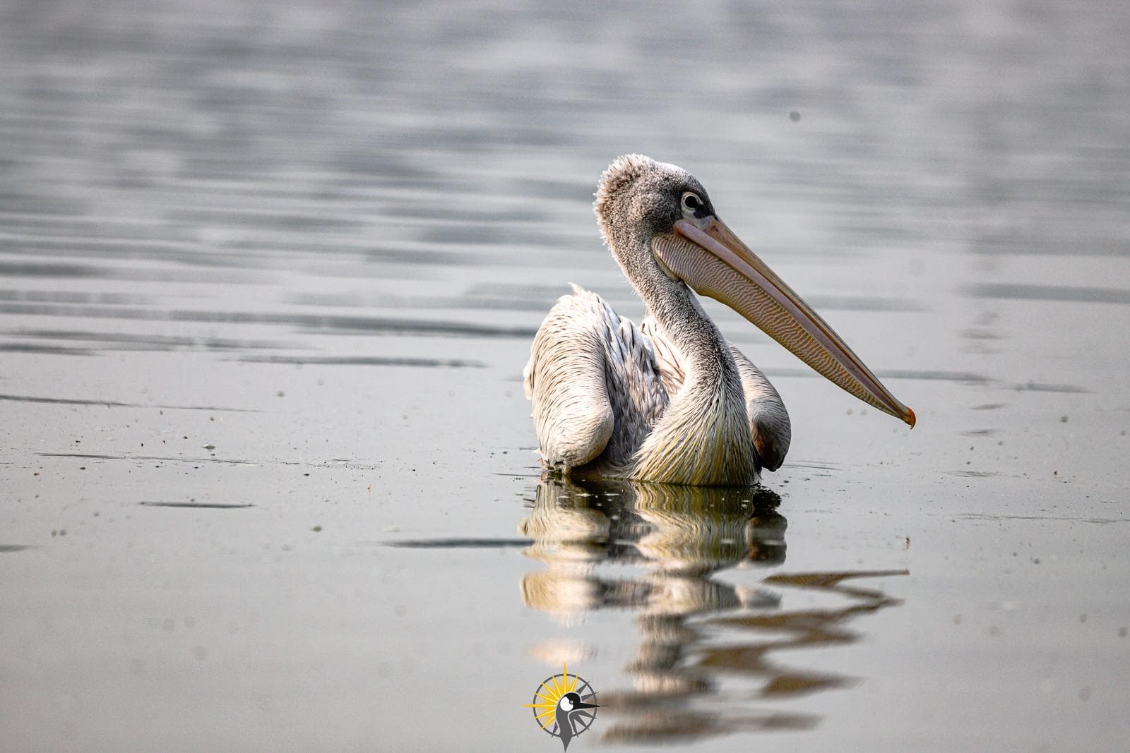 Spot billed pelican