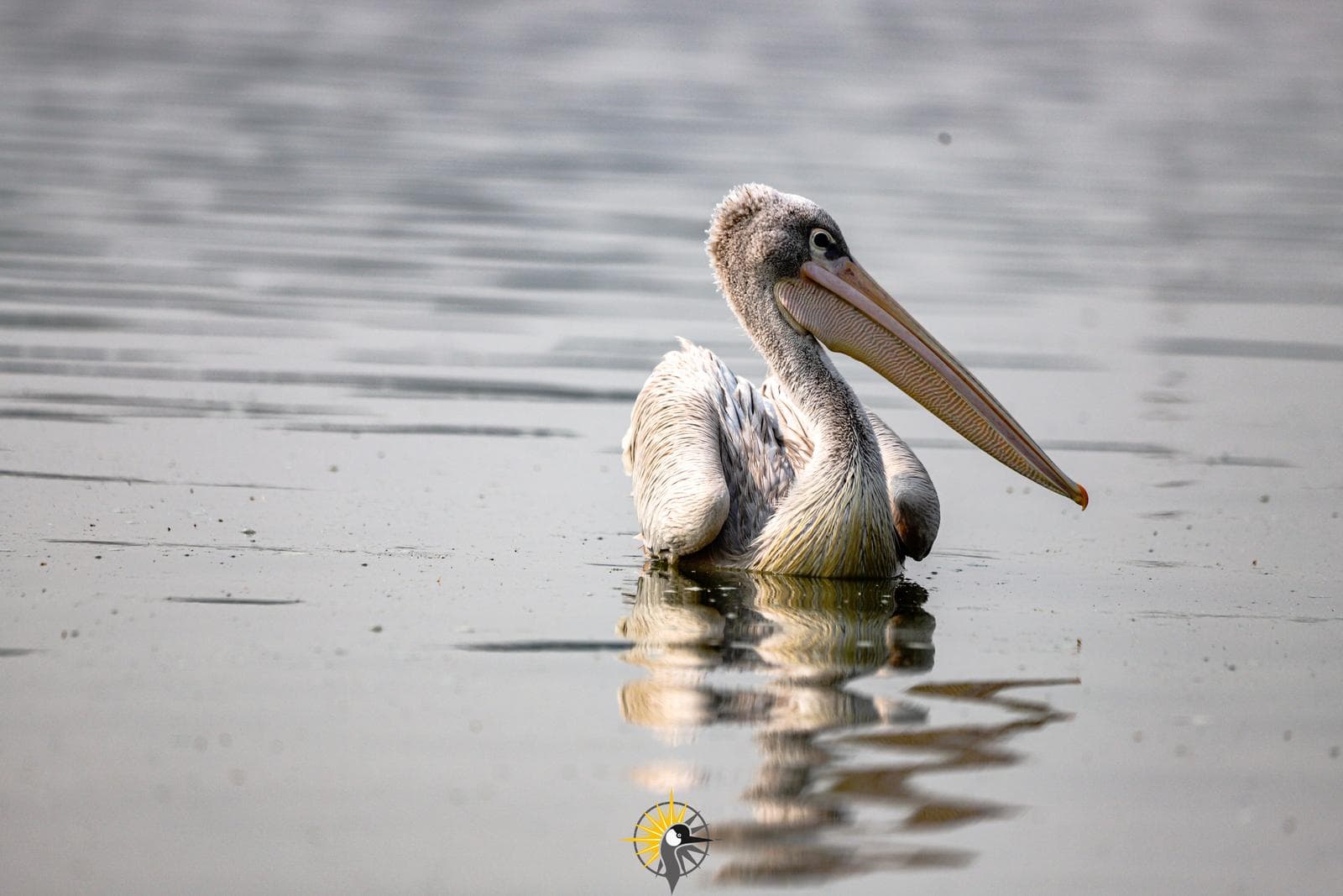 Spot-billed pelican