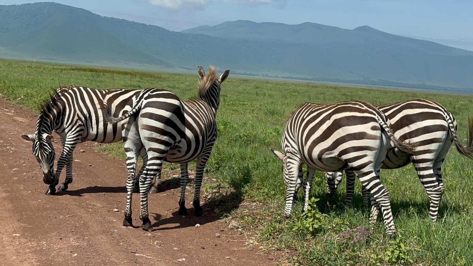 zebra in ngorongoro crater
