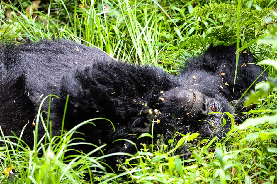 Mountain Gorilla Sleeping in green grass