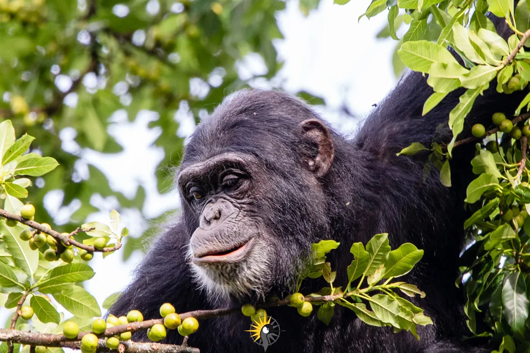 a  chimpanzee enjoying fruits