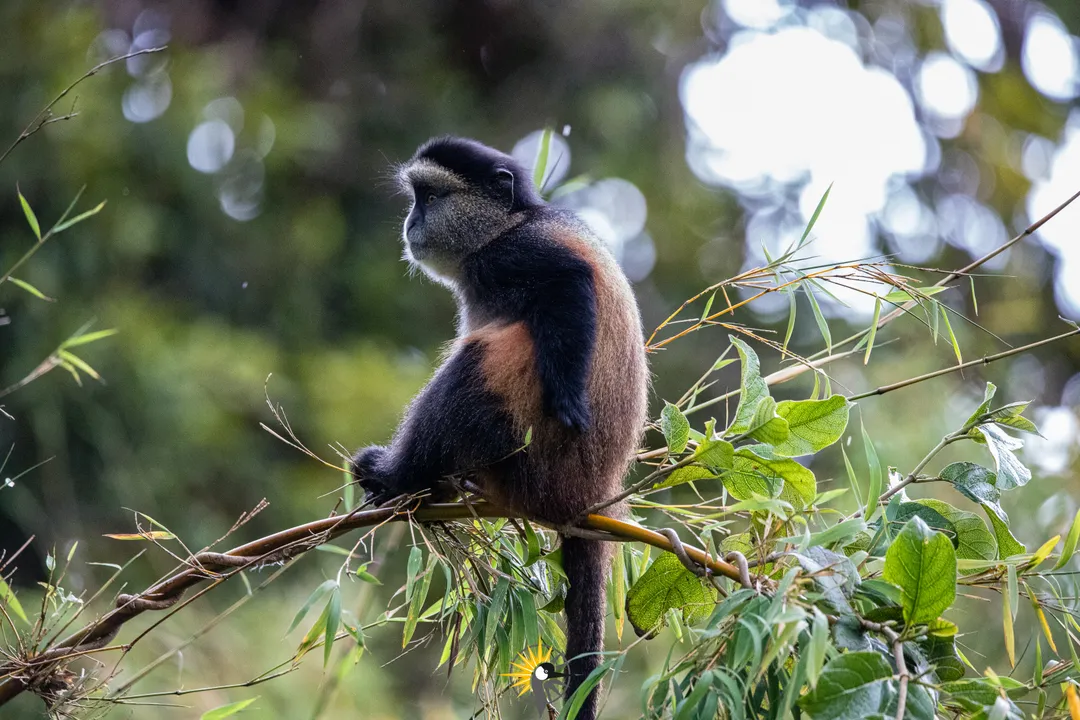 a golden monkey on a bamboo tree branch