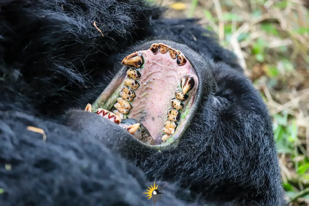 gorilla yawning