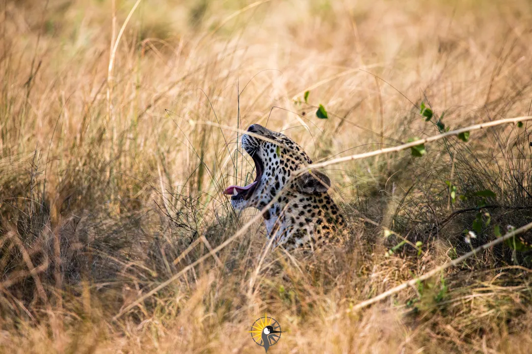 a leopard yawns