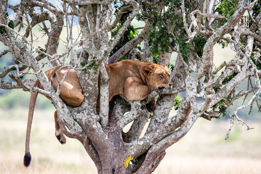 a lioness in a  tree at Akagera 